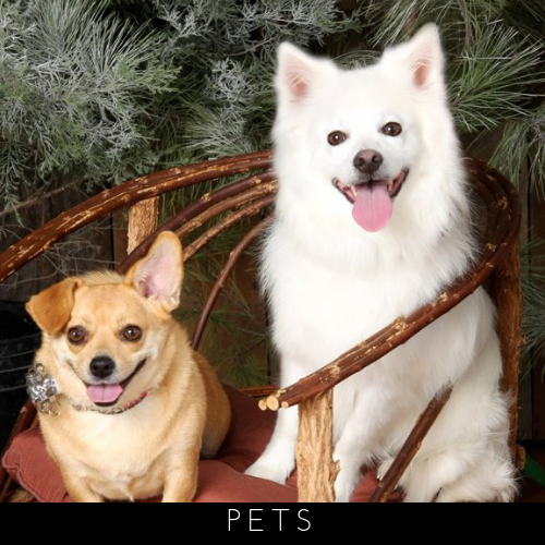 Click here to explore our pet photography services